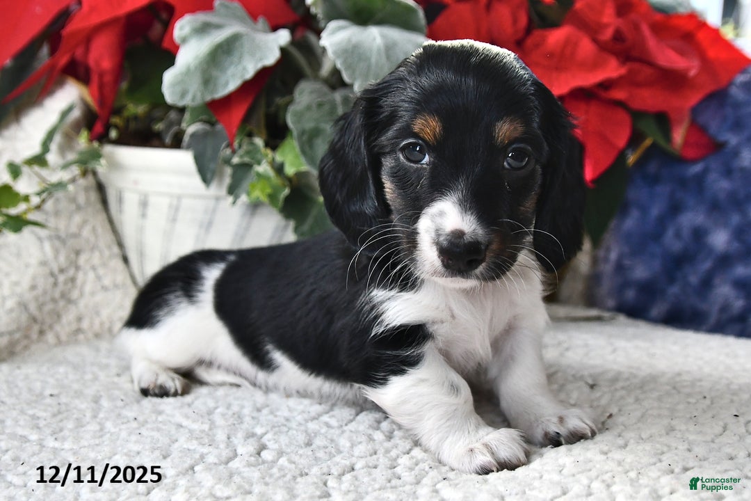 Miniature Dachshund dogs for sale: Laddy - Ad 4