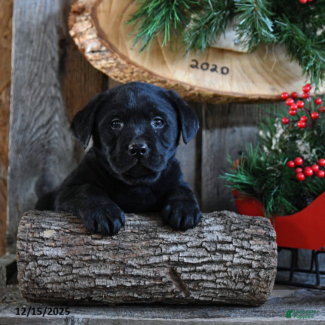 Labrador Retriever dogs for sale: Rocky - Ad 5