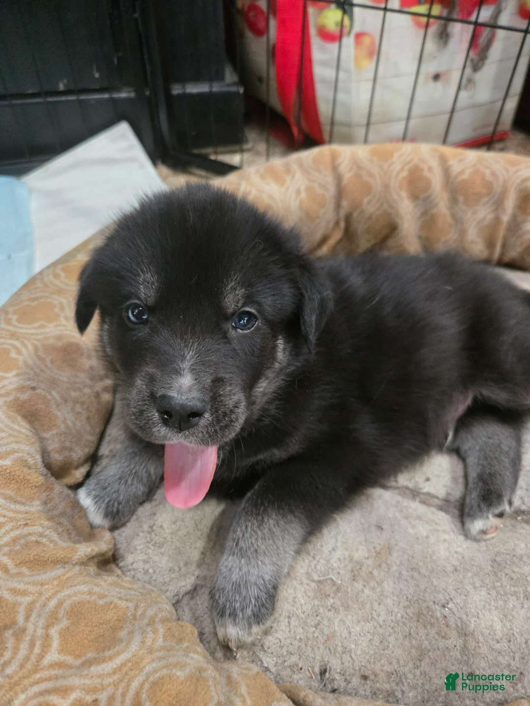 Goberian dogs for sale: Goberian white Puppy 4 - Ad 1