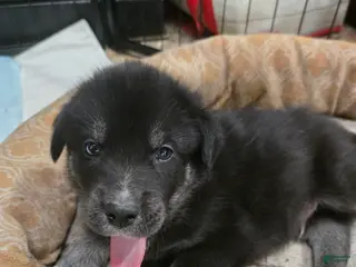 Goberian dogs Goberian white Puppy 4 - Ad 12