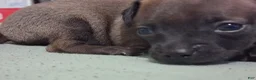 Chihuahua dogs for sale: Chihuahua 1 - Ad 14