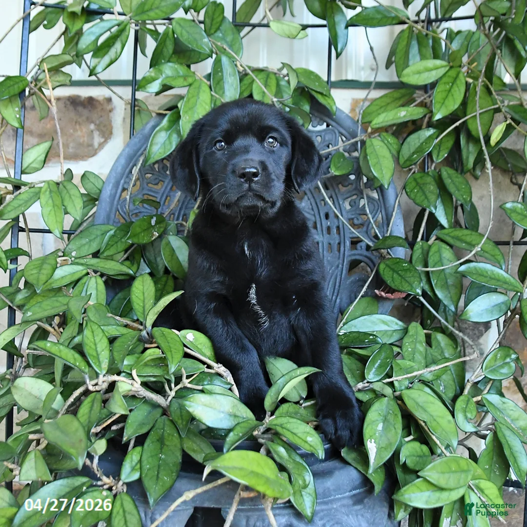 Labrador Retriever dogs for sale: Misty - Ad 1