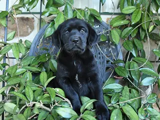 Labrador Retriever dogs for sale: Misty - Ad 1