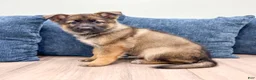 German Shepherd dogs for sale: Mandy - Ad 5