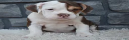 Beabull dogs for sale: Tilly - Ad 3