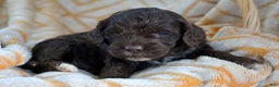 Cockapoo dogs for sale: Cockapoo Puppy 1 King - Ad 2