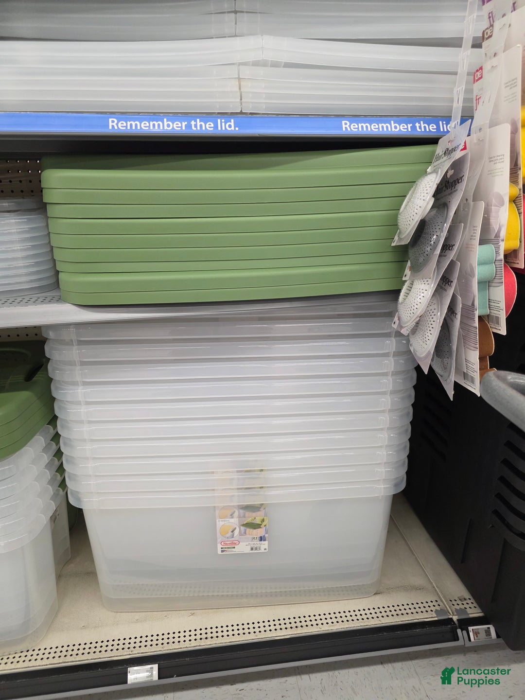 Miniature Dachshund dogs for sale: Korey - Ad 13