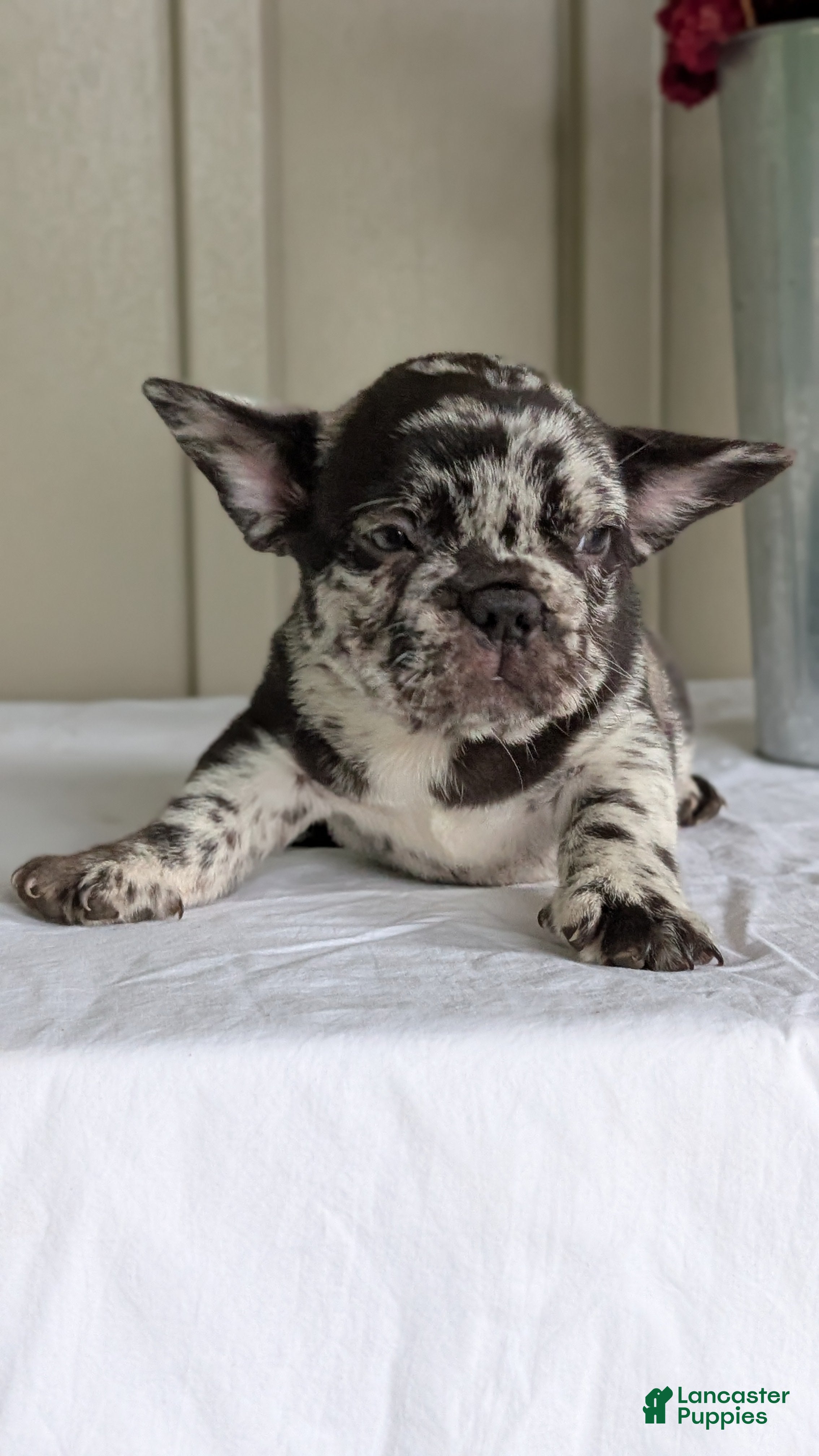 French Bulldog dogs Flash - Ad 2