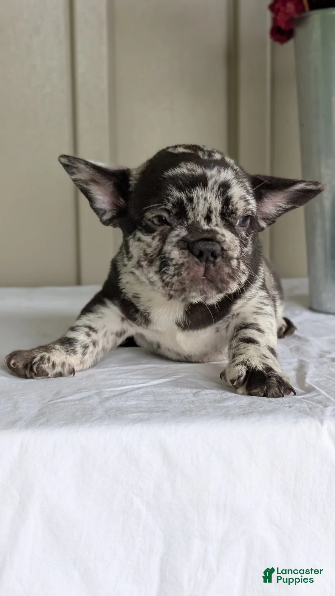 French Bulldog dogs for sale: Flash - Ad 2