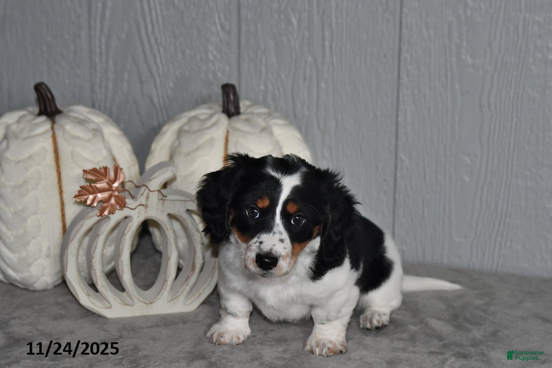 Miniature Dachshund dogs for sale: Chloe - Ad 3