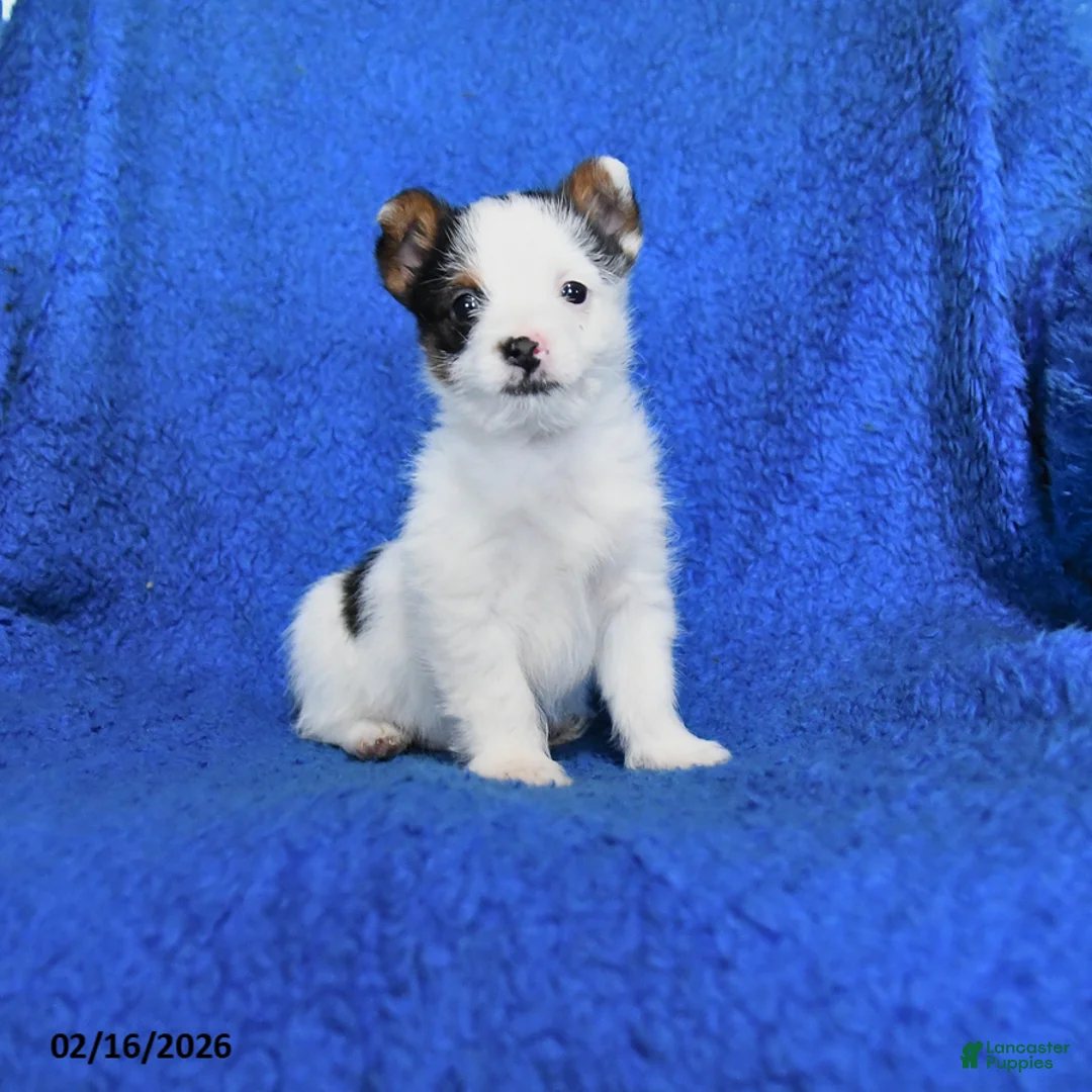 Mixed Breed dogs for sale: Spot - Ad 1