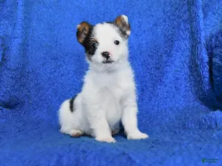 Mixed Breed dogs for sale: Spot - Ad 1