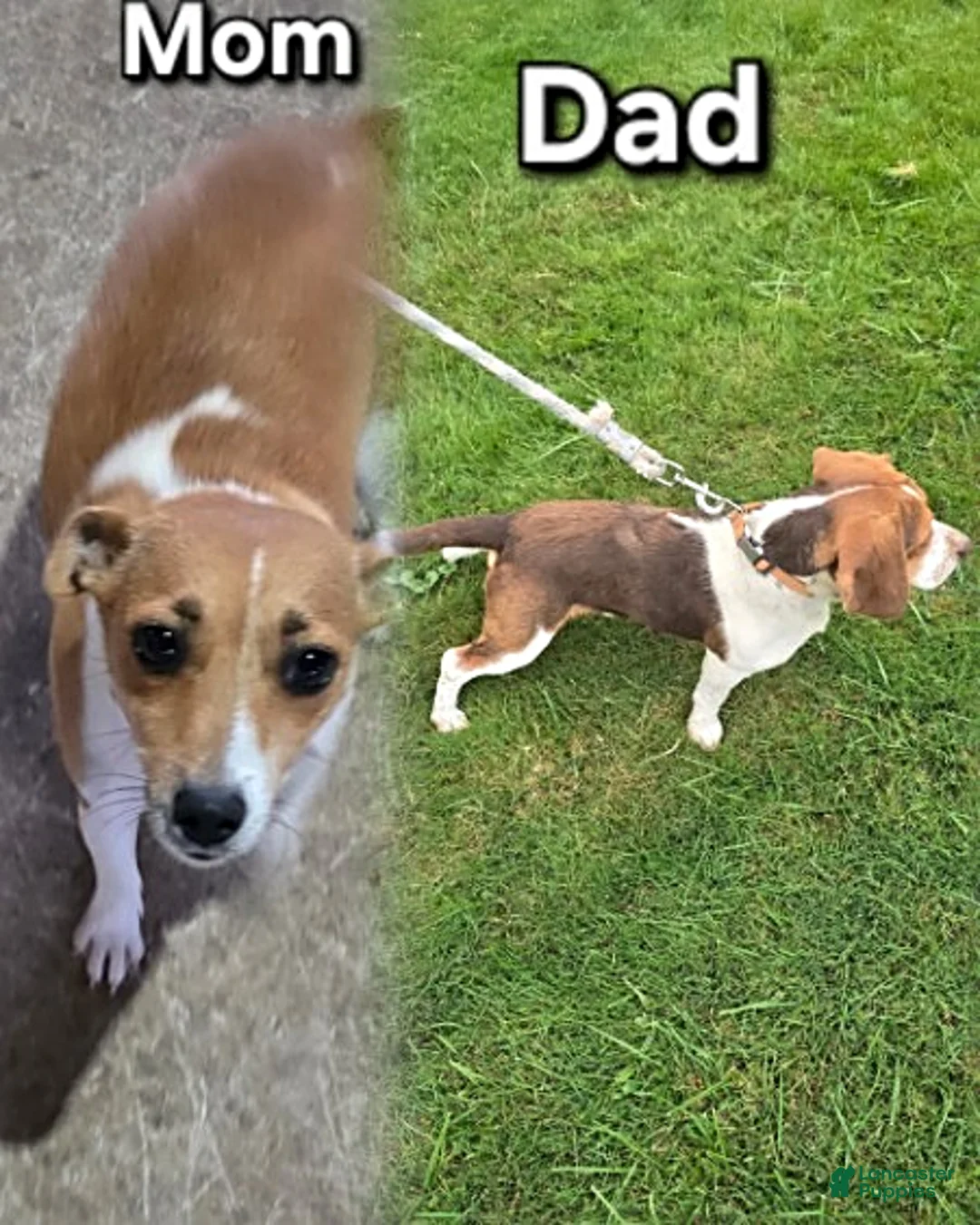 Mixed Breed dogs for sale: Dingle - Ad 3