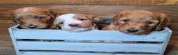 Mini Goldendoodle dogs for sale: Mini Goldendoodle 3 "Maple" pending  - Ad 20