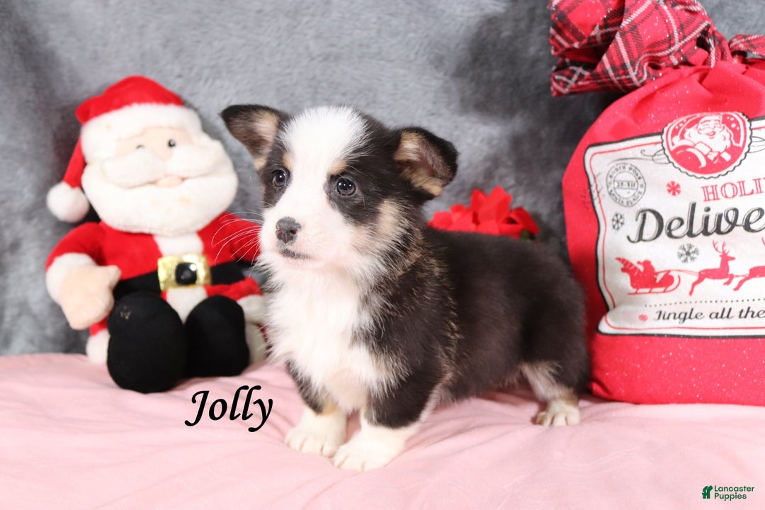 Welsh Corgi Pembroke dogs for sale: Jolly - Ad 2
