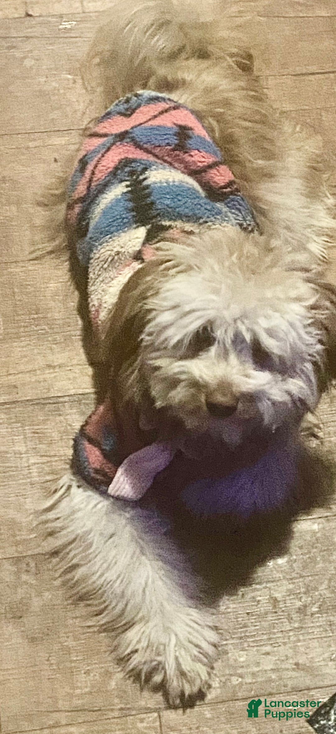 Pomapoo dogs for sale: Pomapoo Puppy 1 - Ad 3