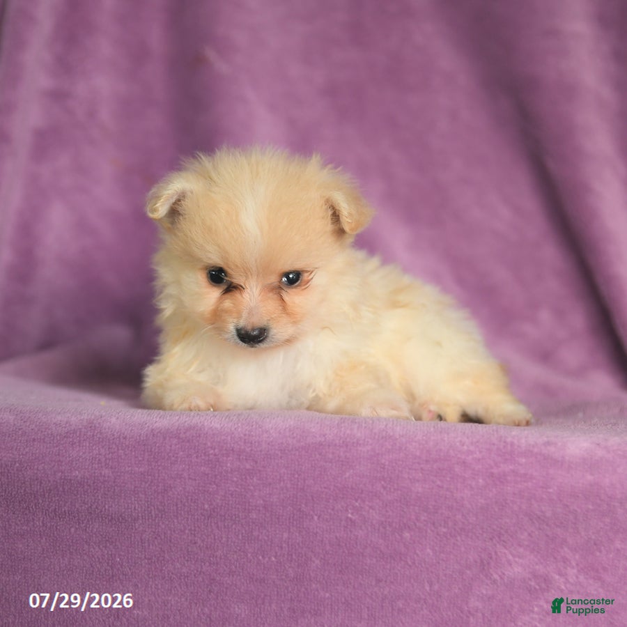 Pomeranian dogs Charlie - Ad 2