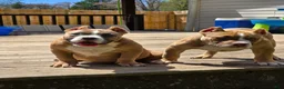 American Bully dogs for sale: Stoney  - Ad 2
