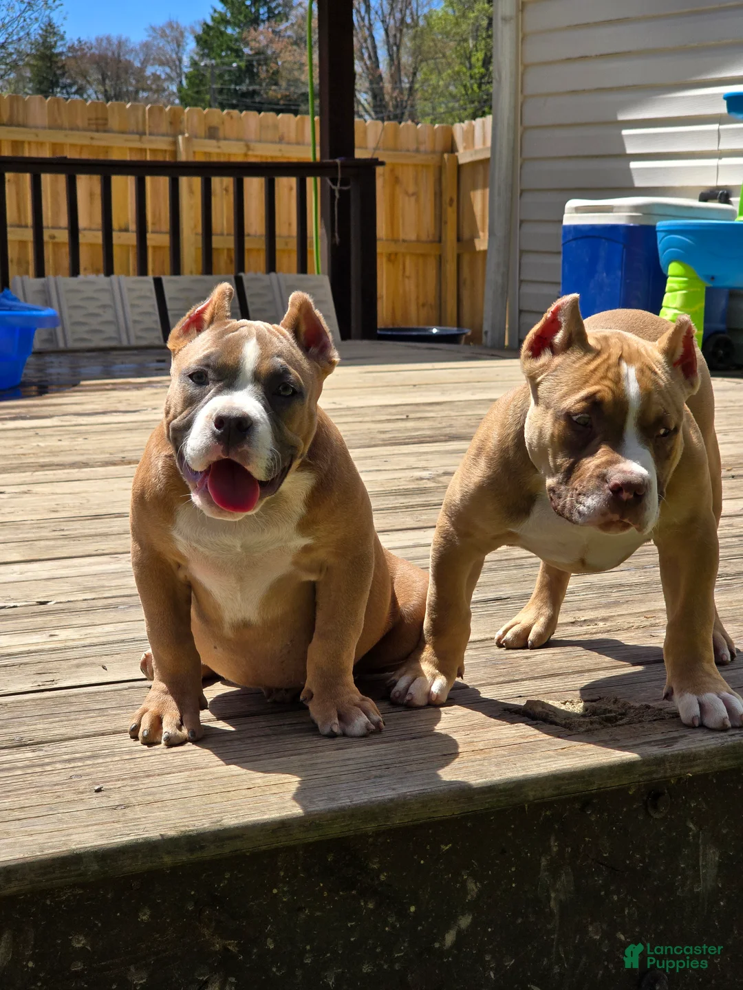 American Bully dogs for sale: Stoney  - Ad 2