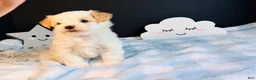 Morkie dogs for sale: Morkie 1 - Ad 4