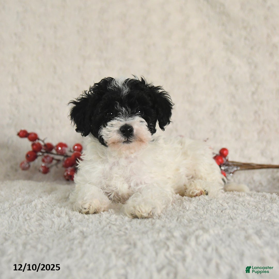 Yorkiepoo dogs for sale: Sally - Ad 5