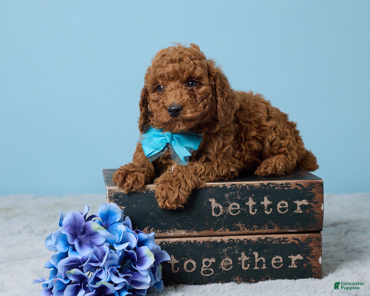 Miniature Poodle dogs Riley - Ad 1