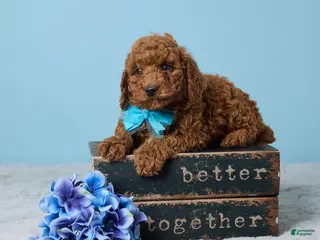 Miniature Poodle dogs for sale: Riley - Ad 2