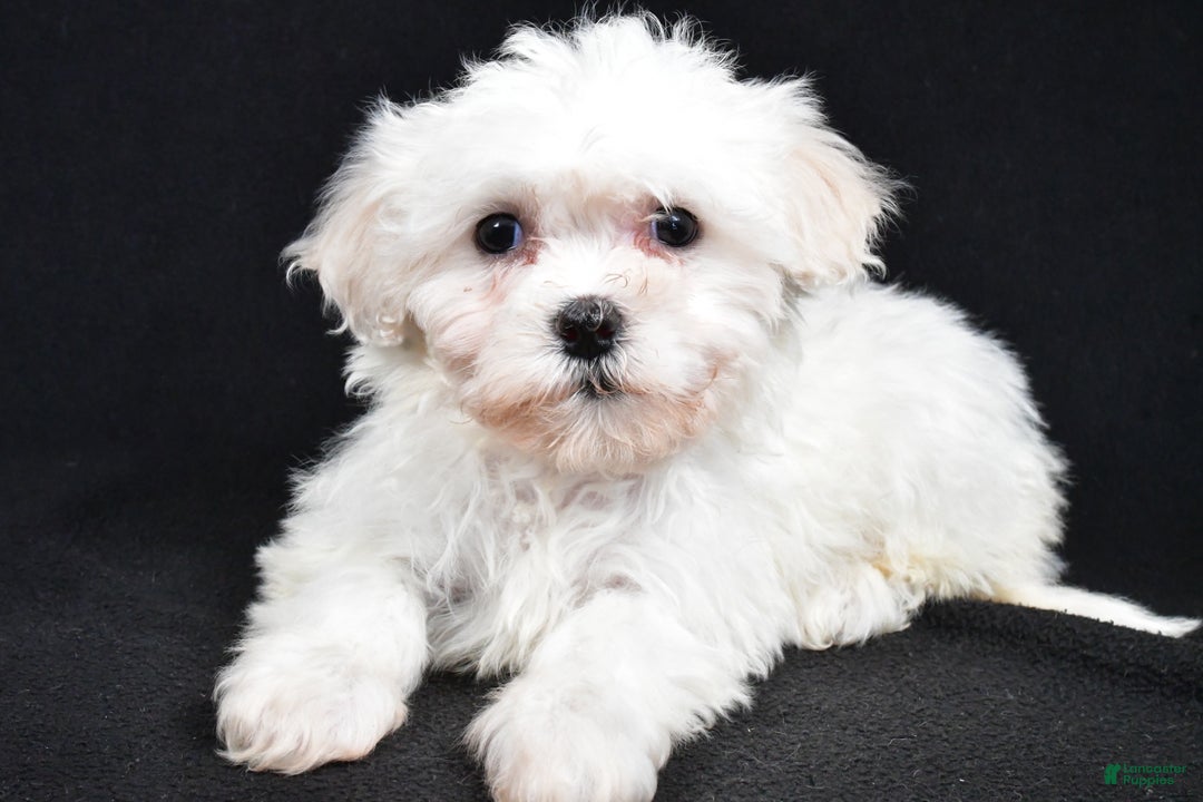 Teddy Bear dogs for sale: Cloe - Ad 1