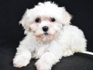 Teddy Bear dogs Cloe - Ad 22