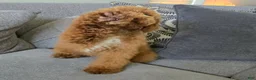 Goldendoodle dogs for sale: Piper - Ad 4
