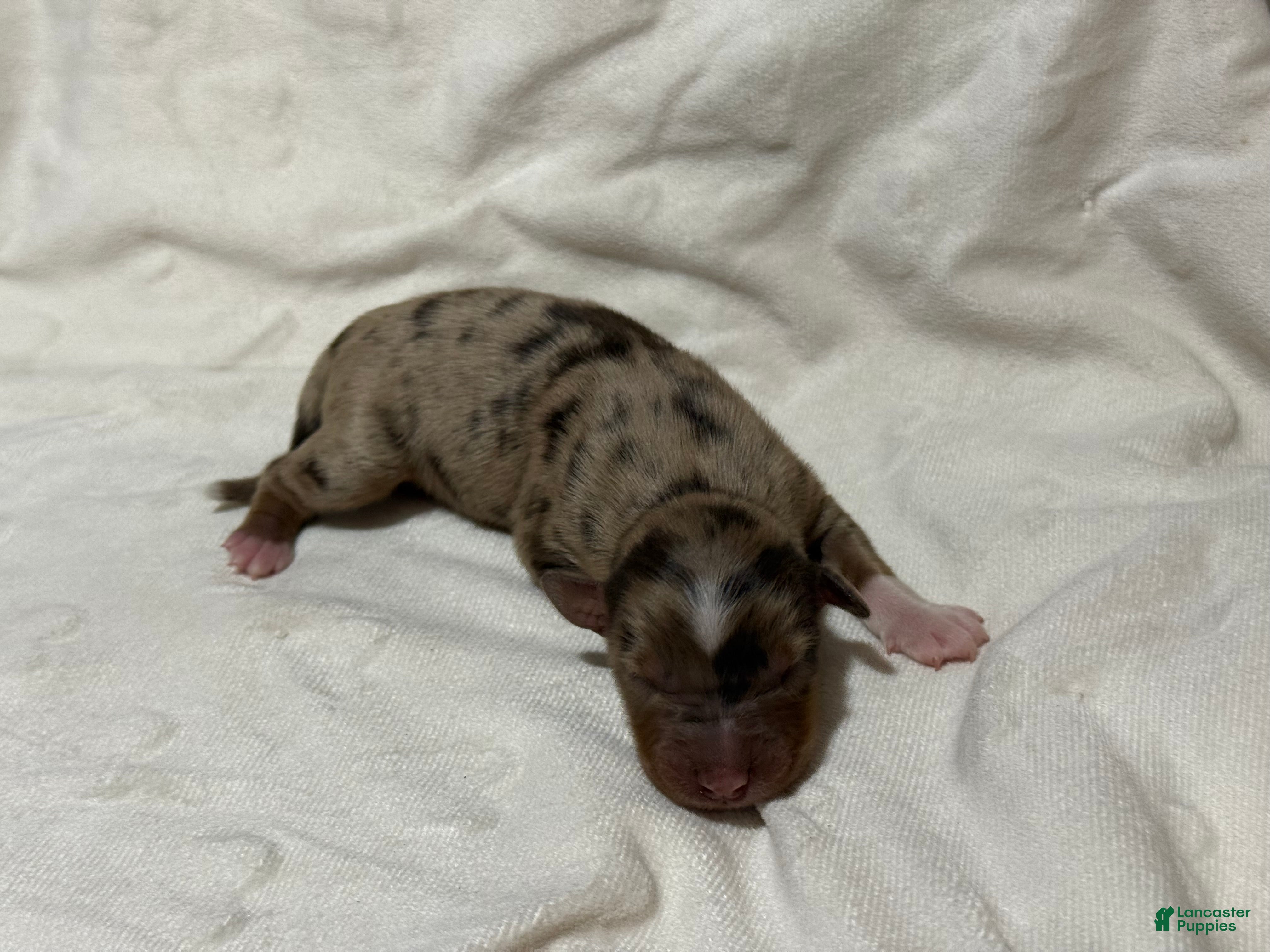 Australian Shepherd dogs Maple  - Ad 22