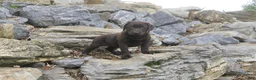 Labrador Retriever dogs for sale: Samantha Labrador Retriever  - Ad 6
