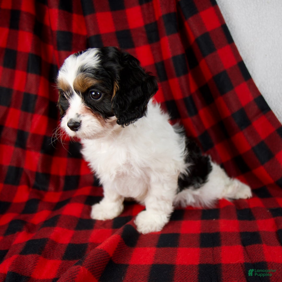 Cavapoo dogs for sale: Eden - Ad 5