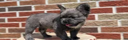 French Bulldog dogs for sale: Elle - Ad 5