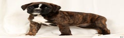 Boxer dogs for sale: Bree - Ad 1