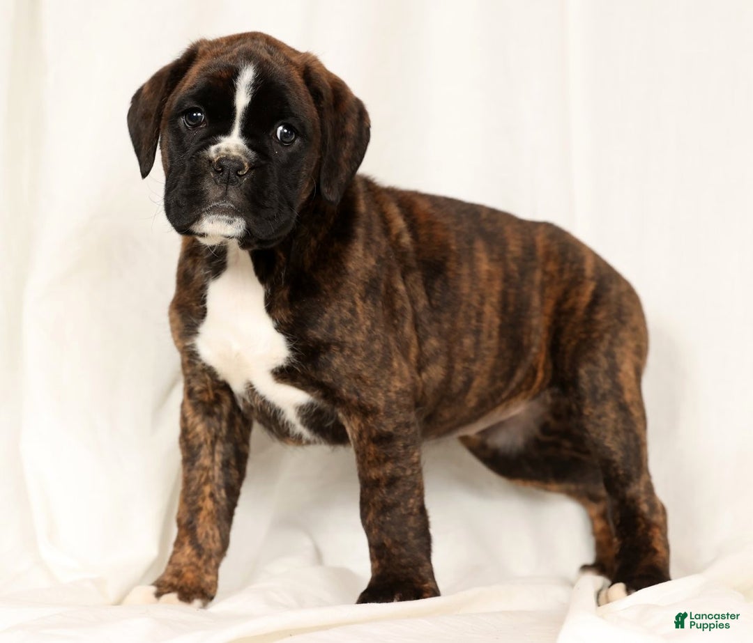 Boxer dogs for sale: Bree - Ad 1