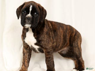 Boxer dogs Bree - Ad 5