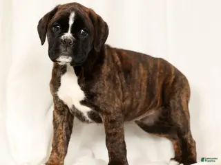 Boxer dogs Bree - Ad 4
