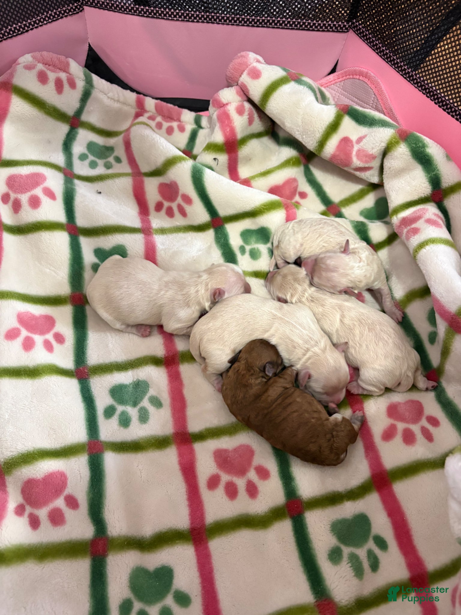 Mixed Breed dogs Mixed Breed Puppy 1 - Ad 38