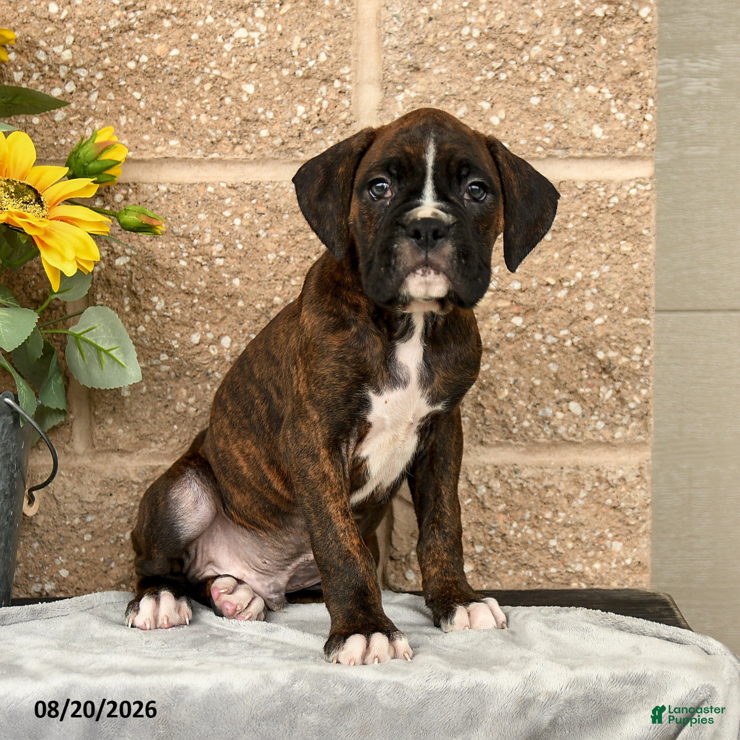 Boxer dogs Brett - Ad 1