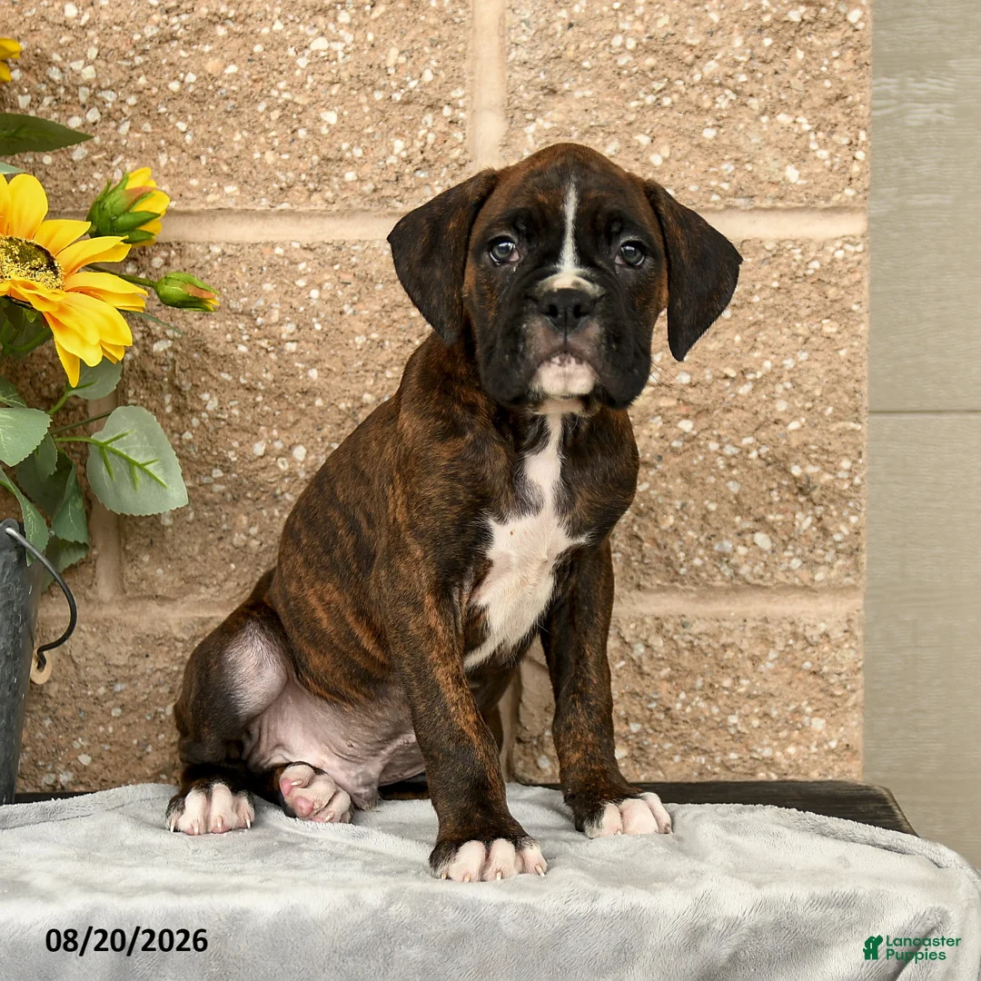 Boxer dogs for sale: Brett - Ad 1
