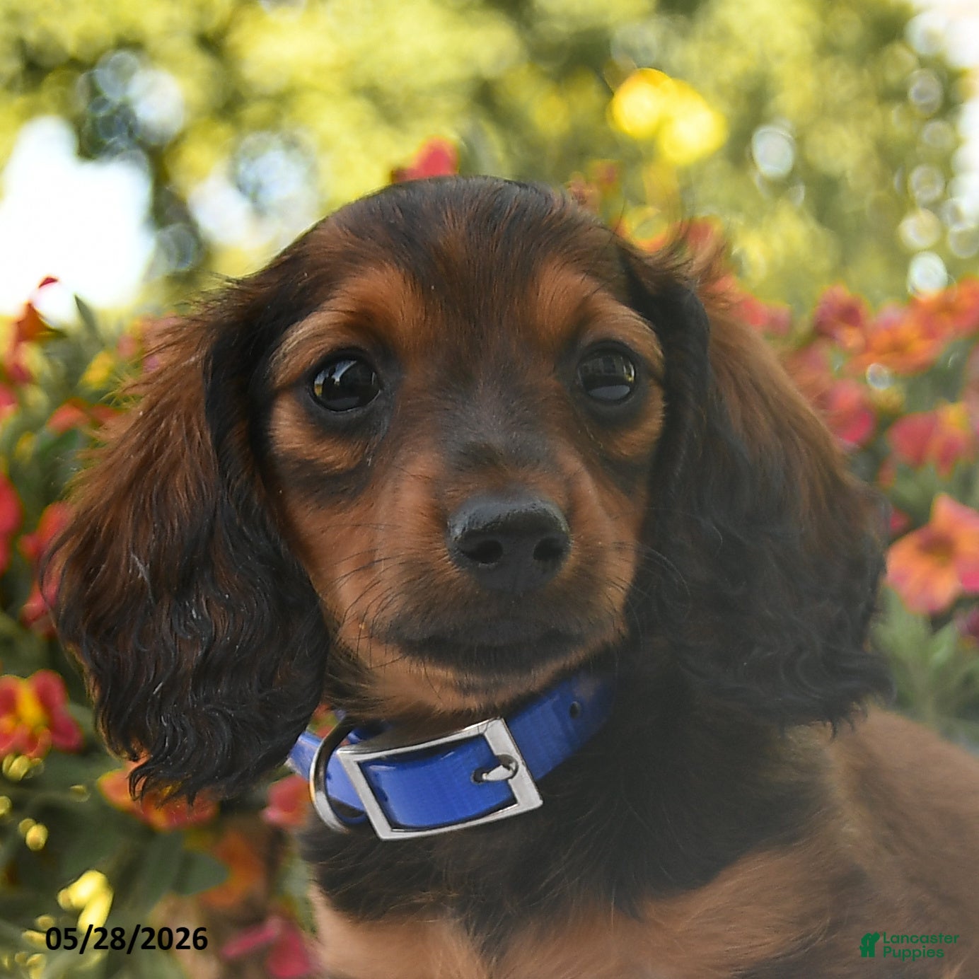 Dachshund dogs Dakota - Ad 2