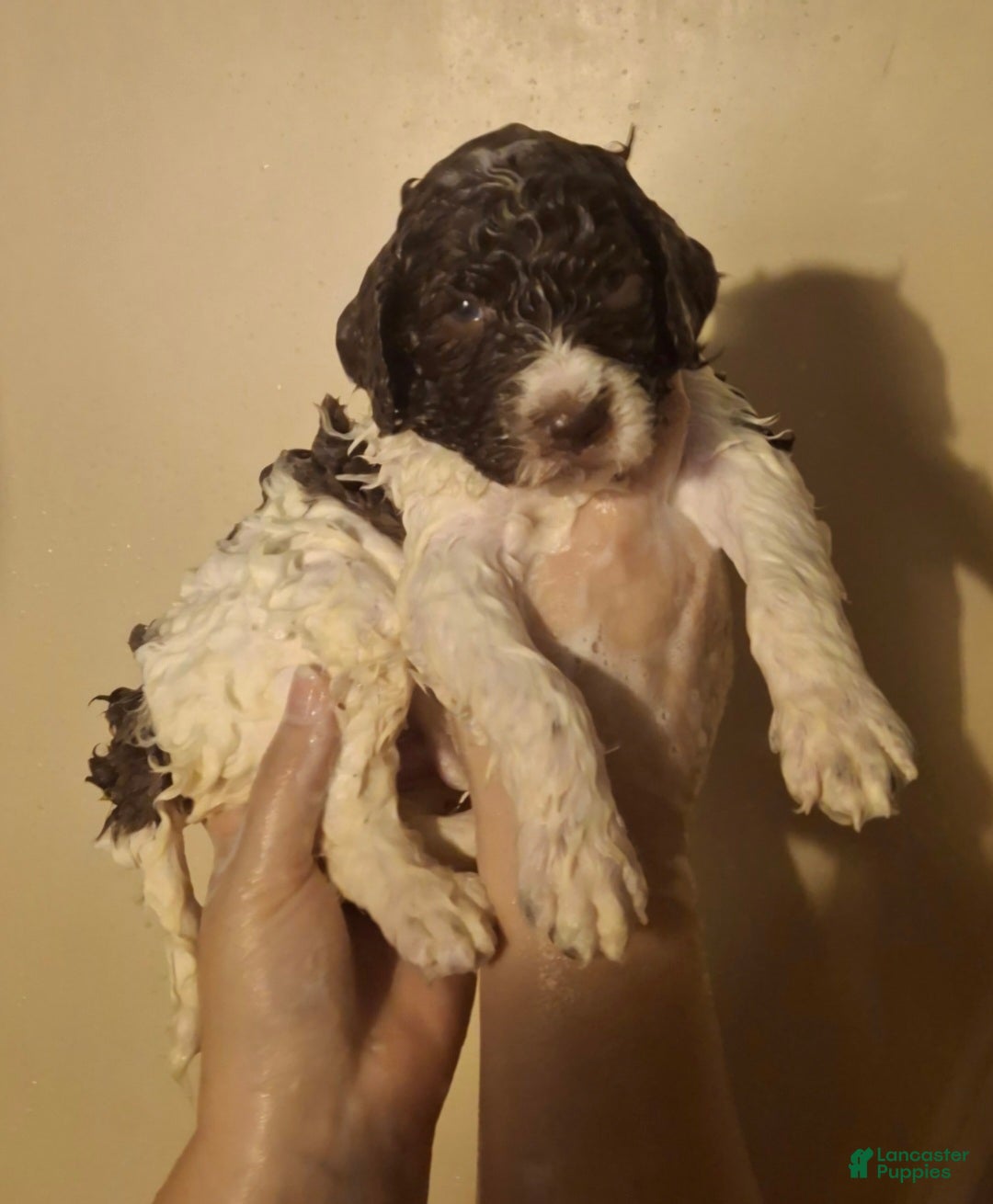Labradoodle dogs Kohlrabi  - Ad 33