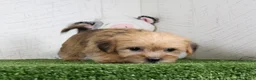 Shorkie dogs for sale: Waylon - Ad 4