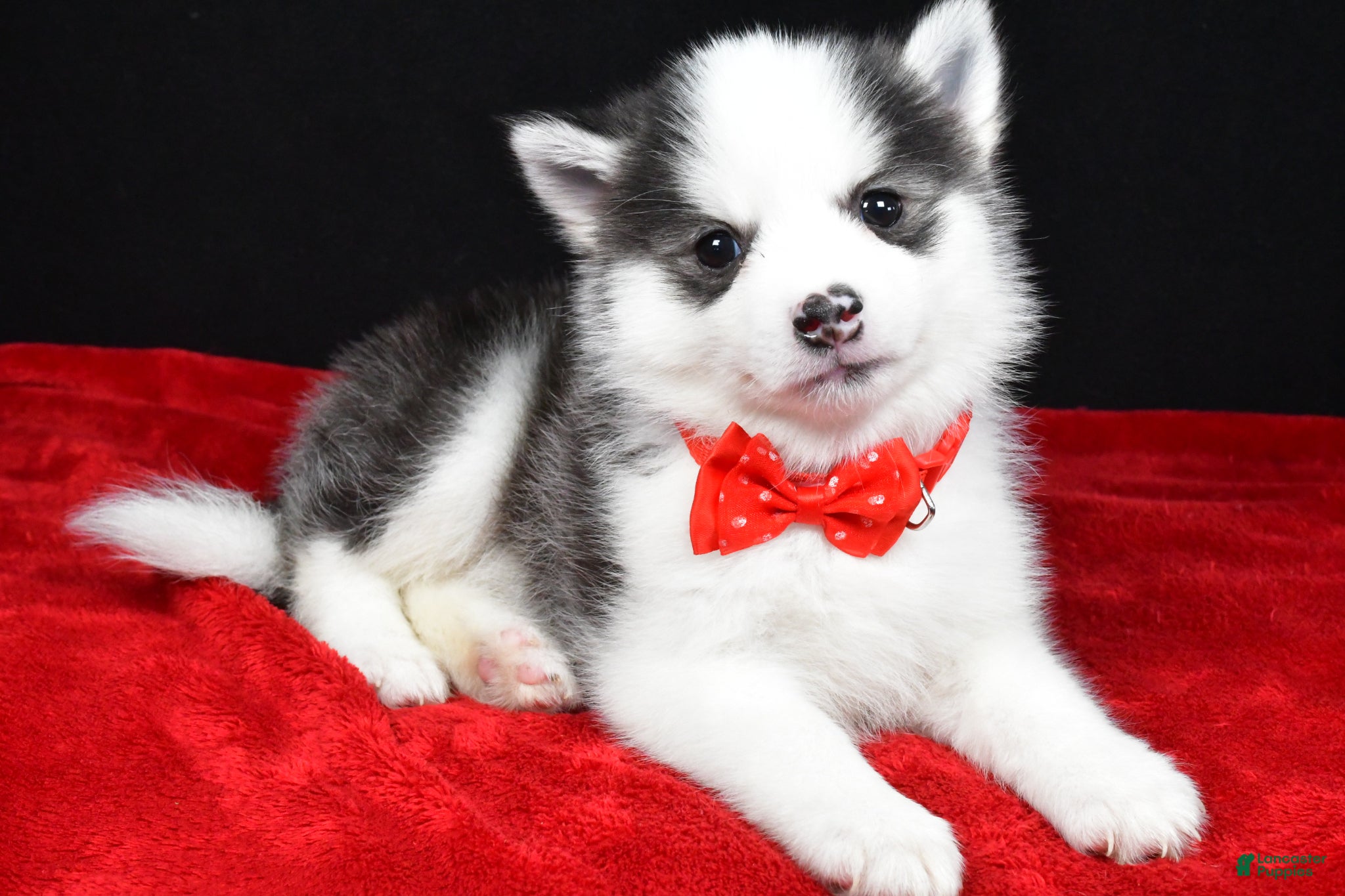 Pomsky dogs Jeff - Ad 1