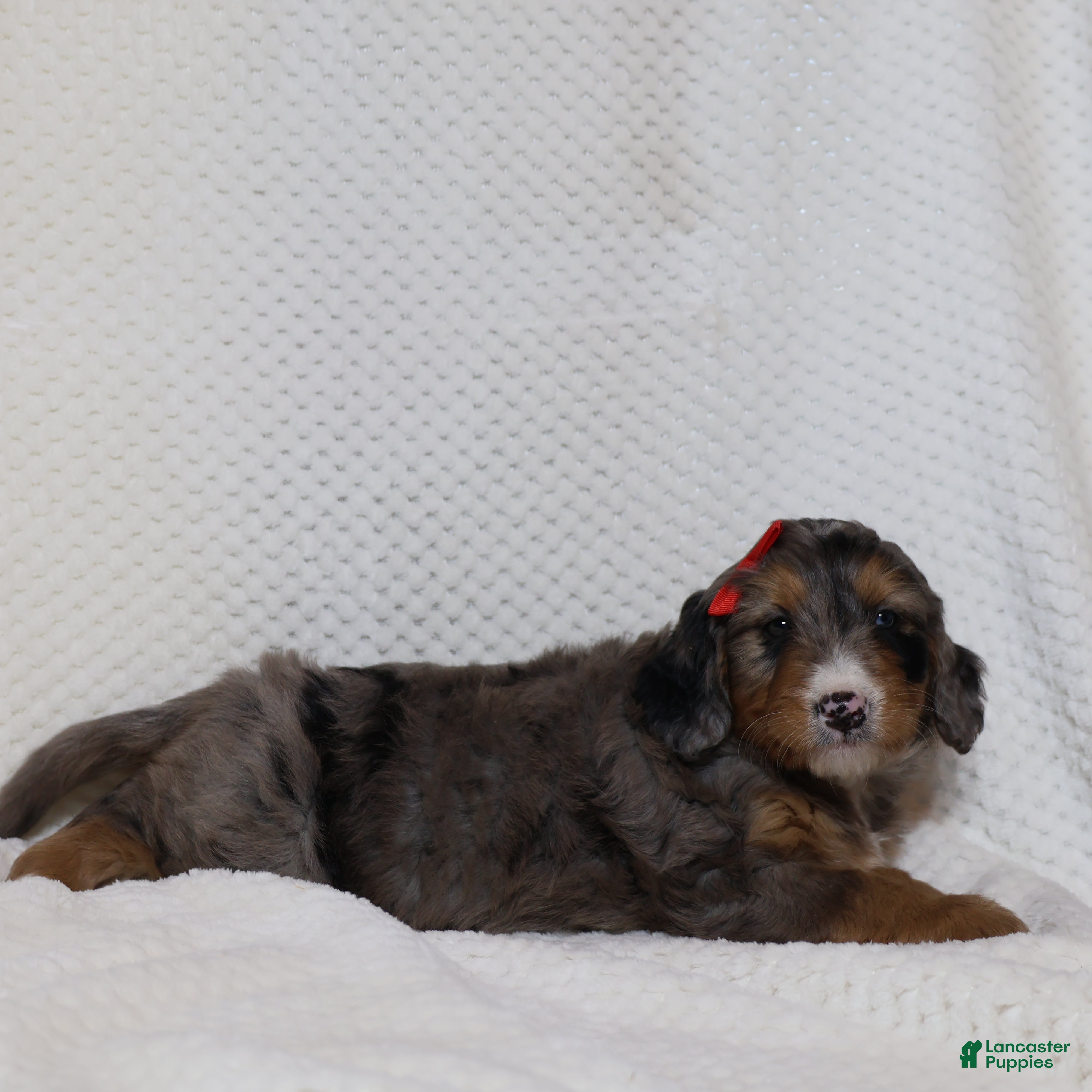 Mini Bernedoodle dogs for sale: Rosa - Ad 1