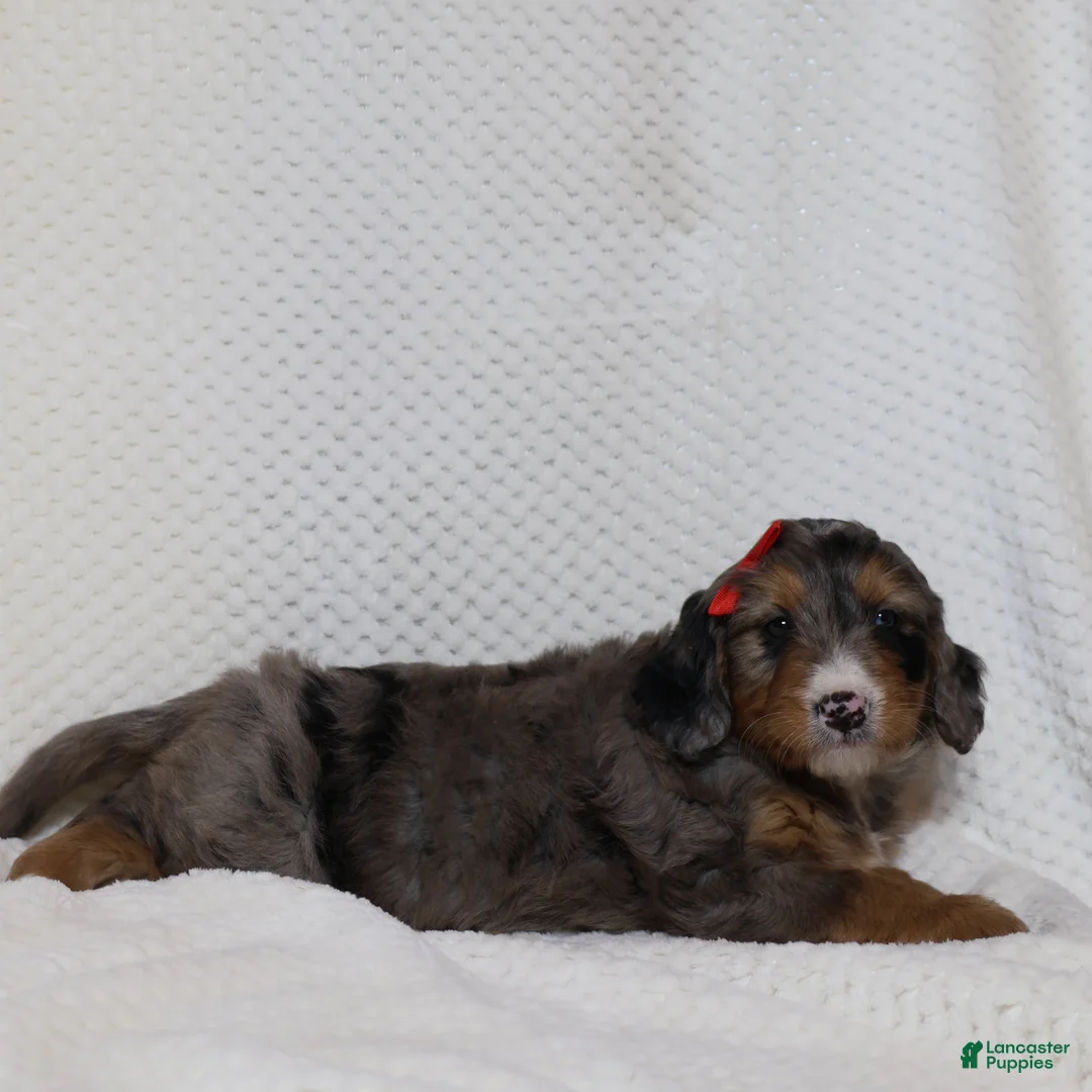 Mini Bernedoodle dogs for sale: Rosa - Ad 1