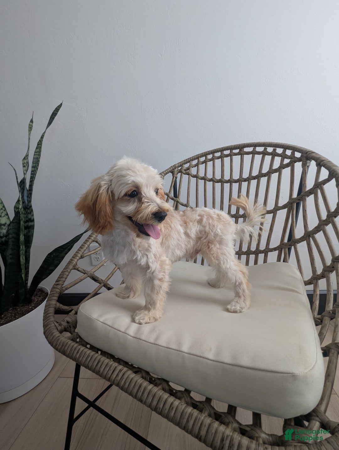 Havapoo dogs for sale: Biscuit  - Ad 4