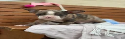 Boston Terrier dogs for sale: Kenny - Ad 3