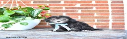 Maltipoo dogs for sale: Scout - Ad 5